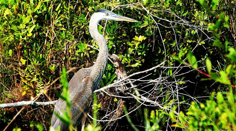 A variety of birds, like this great blue heron in the Okefenokee Swamp, can be seen in the 17 sites along Georgia's Colonial Coast Birding Trail. The Okefenokee is one of the sites. (Charles Seabrook for The Atlanta Journal-Constitution)