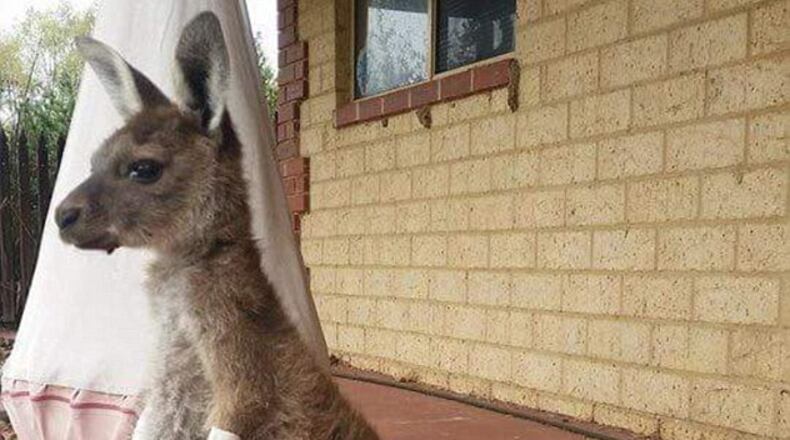 Photo credit: Waroona Veterinary Clinic via Facebook