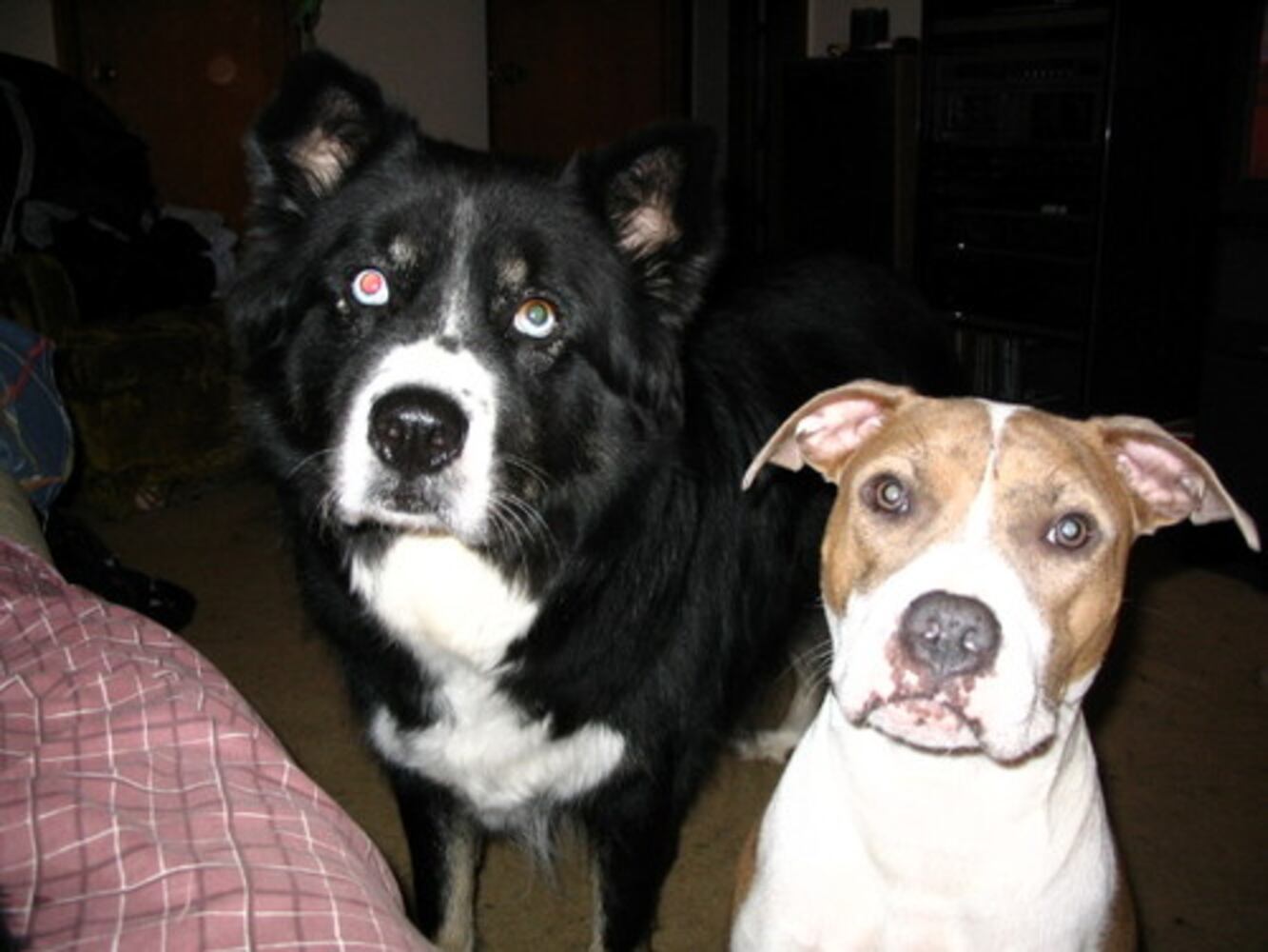 Cutest pets