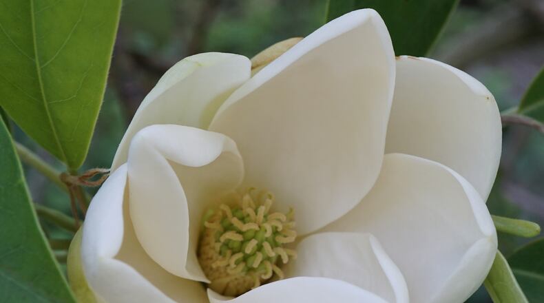 Magnolia virginiana
1275-80-A