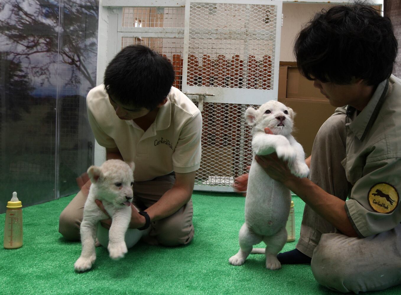 Seven Lion Cubs born At Himeji Central Park, Japan
