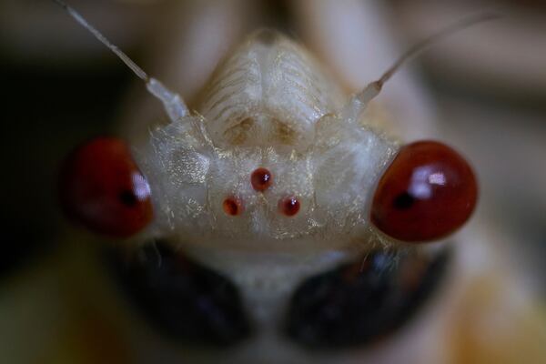 An adult cicada periodical cicada, in the process of shedding its nymphal skin, is seen on Tuesday, May 20, 2025, in Cincinnati. There are two large compound eyes, which are used to visually perceive the world around them, and three small, jewel-like, simple eyes called ocelli center. (AP Photo/Carolyn Kaster)