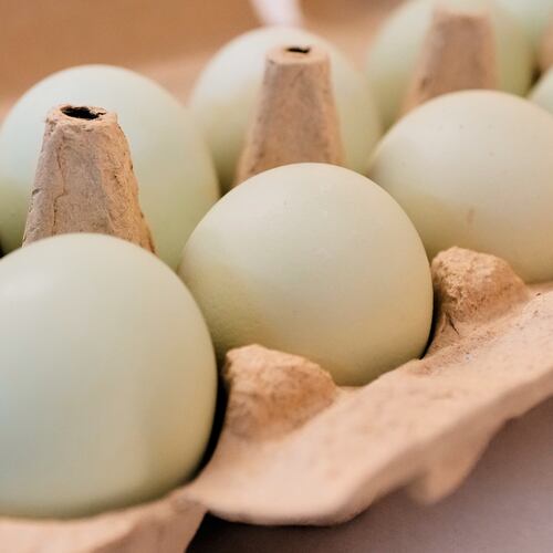 FILE - A carton of eggs is pictured in Farmers Branch, Texas, on Oct. 21, 2025. (AP Photo/Tony Gutierrez, File)