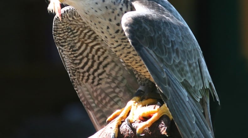 The peregrine falcon (shown here) is one of three falcon species that live in Georgia, mostly in winter. The other two species are the American kestrel and lthe merlin. The peregrine is the fastest member of the animal kingdom, with a diving speed of more than 200 miles per hour. Ken Billington/Creative Commons