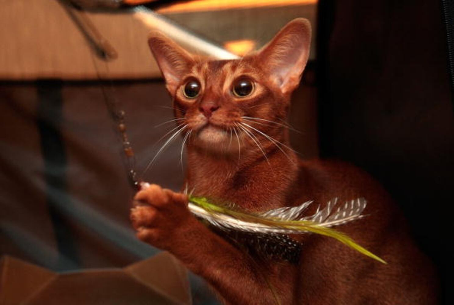 National Cat Day