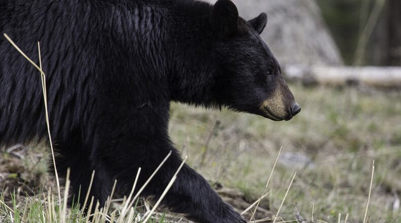 Black bear (File photo)