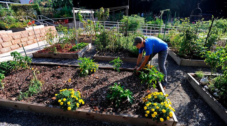 Kathleen Cruthirds weeds her plot at the Harvest Farm at White Street Park in Gwinnett County on Saturday, Aug. 3, 2013, in Suwanee, Ga. David Tulis / AJC Special