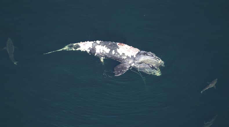 A critically endangered North Atlantic right whale was found dead over the weekend off the coast of South Carolina, more than four months after it had been spotted entangled in fishing gear. (Credit: Clearwater Marine Aquarium Research Institute and U.S. Army Corps of Engineers, taken under NOAA permit 20556-01)