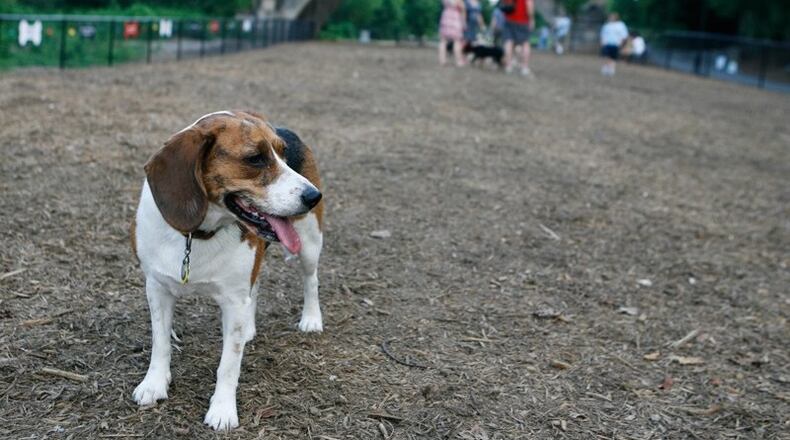 In this AJC file photo, a Beagle mix named Sadie paused to take in the scene in the large dog run area in the Piedmont Dog Park.