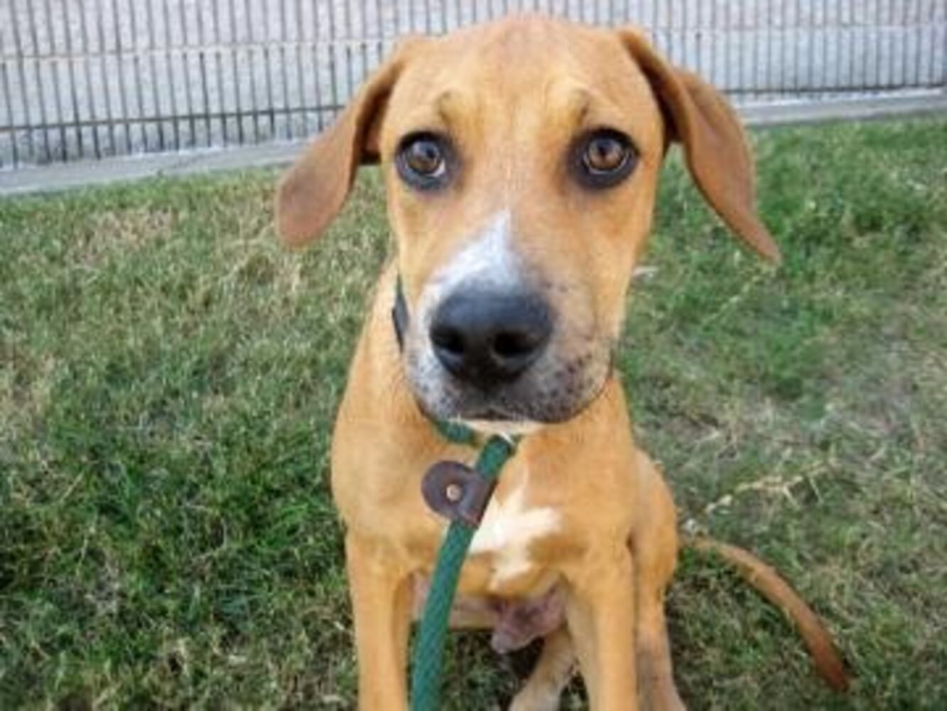 Pets for adoption from the Atlanta Humane Society