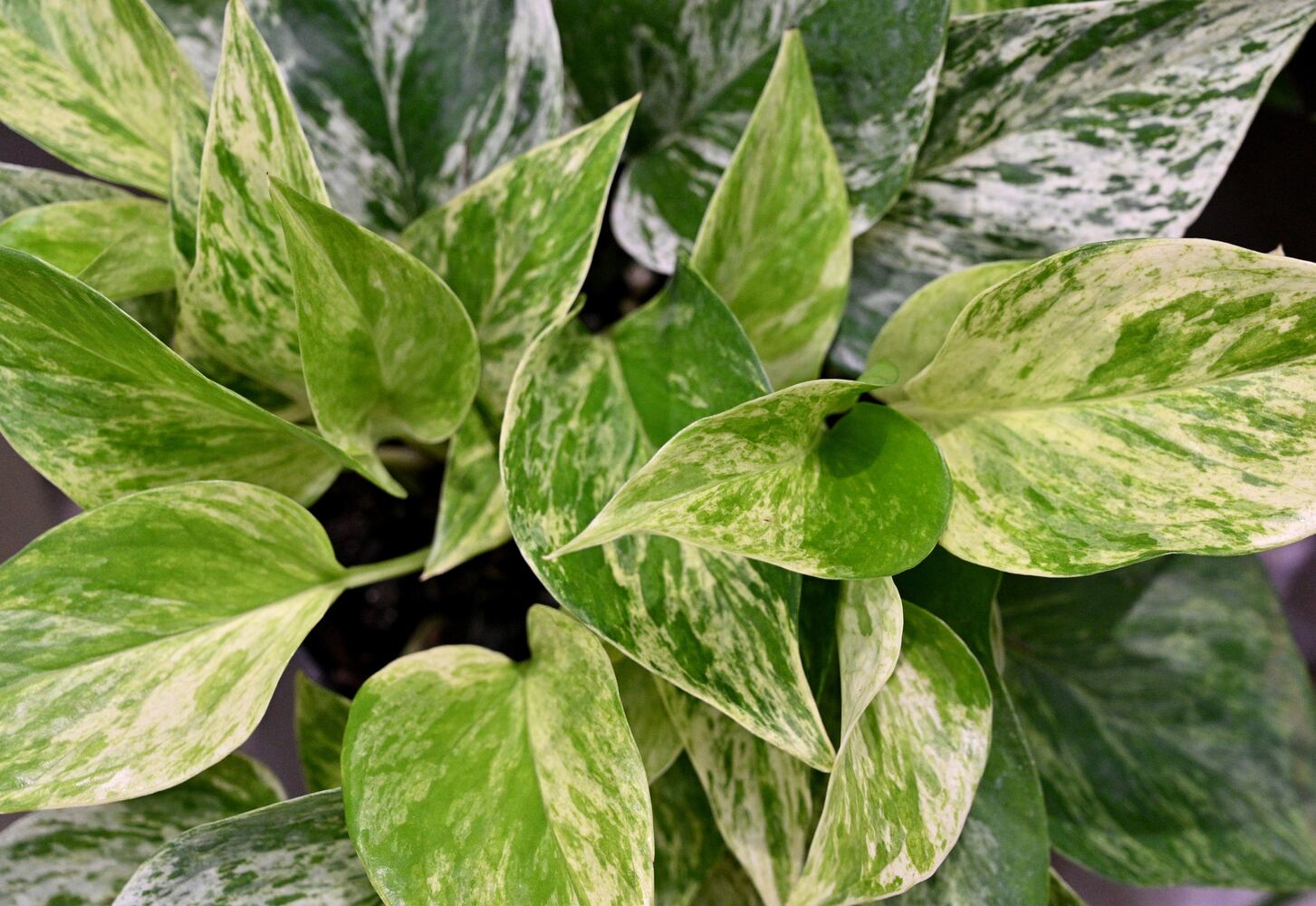 21 indoor, easy-to-care-for plants