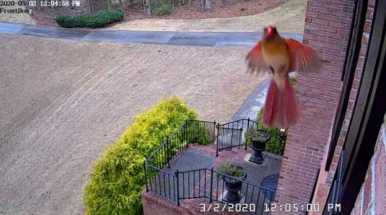 "This pretty bird is getting a selfie with our cameras," wrote Sabrina Nettinger .