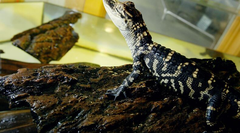 An alligator hatchling. (Photo: Justin Sullivan/Getty Images)