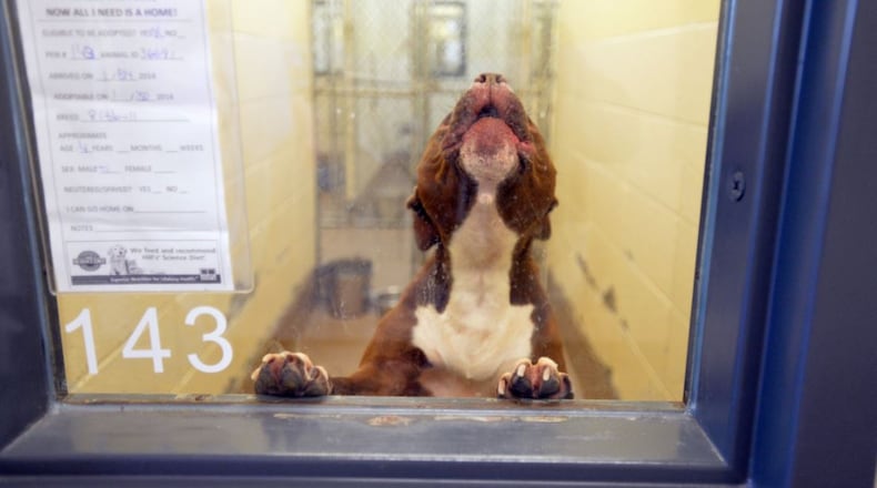 This 2014 file photo shows a dog in a pen at the Gwinnett County Animal Shelter. HYOSUB SHIN / HSHIN@AJC.COM