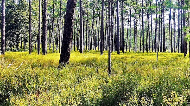 This is a longleaf pine forest in the Red Hills region of Thomas County, Ga. Longleaf pine forests are some of the most biologically rich ecosystems in the world. (Charles Seabrook for The Atlanta Journal-Constitution)