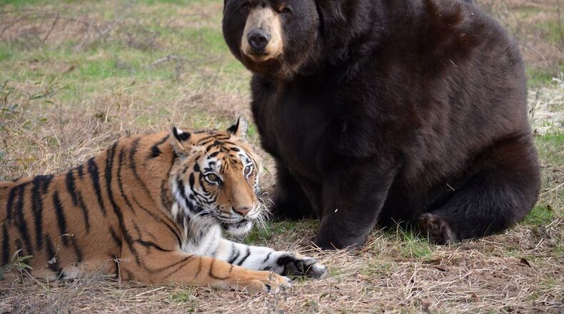 Shere Khan and pal, Baloo the Bear at Noah’s Ark Animal Sanctuary. CREDIT: NOAH’s ARK ANIMAL SANCTUARY