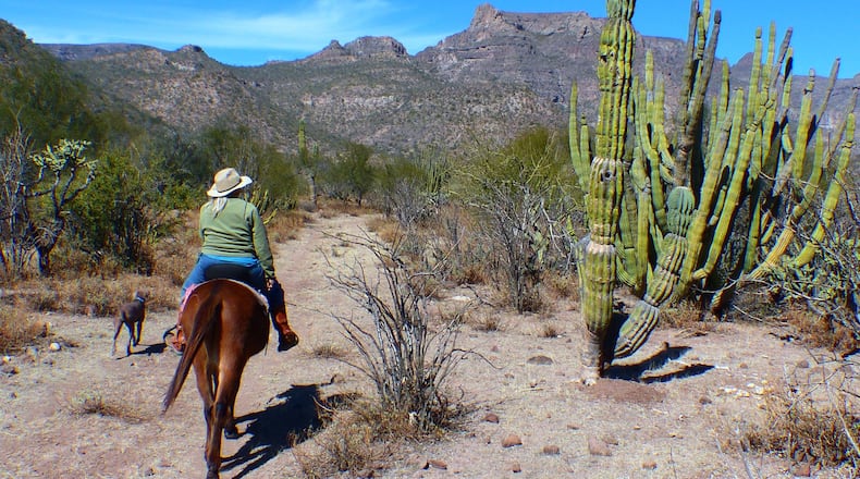 Mule wrangler Trudi Angell rides through the high desert of the Sierra de la Giganta near San Javier, Baja California Sur. (Brian J. Cantwell/Seattle Times/TNS)