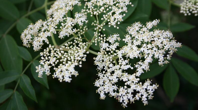 Sniff elderberry flowers before planting to choose the most fragrant ones. WALTER REEVES