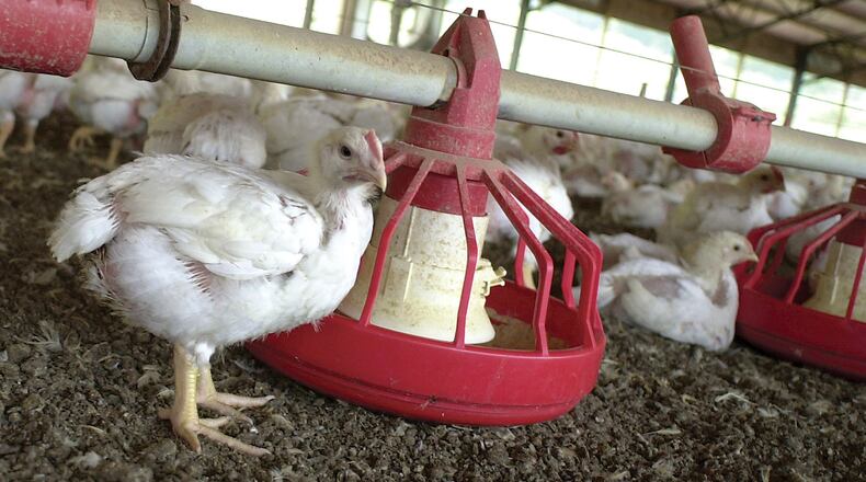 Chickens gather around a feeder in a Tyson Foods Inc. poultry house near Farmington, Ark., in 2003. (AP Photo/April L. Brown, File)
