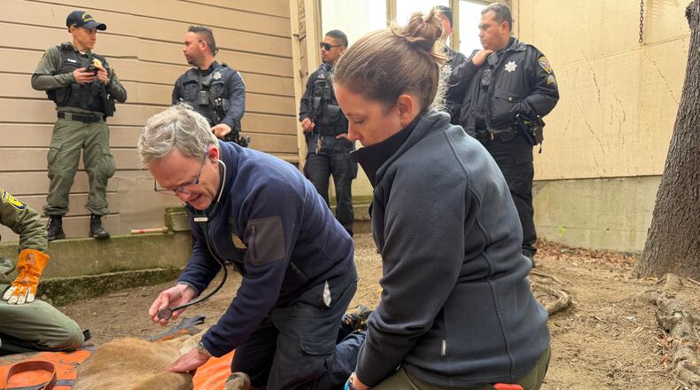 This photo provided by San Francisco Animal Care and Control shows Dr. Adrian Mutlow, left, chief veterinarian at the San Francisco Zoo, examining a mountain lion after it was tranquilized, Tuesday, Jan. 27, 2026, in San Francisco. (San Francisco Animal Care and Control via AP)