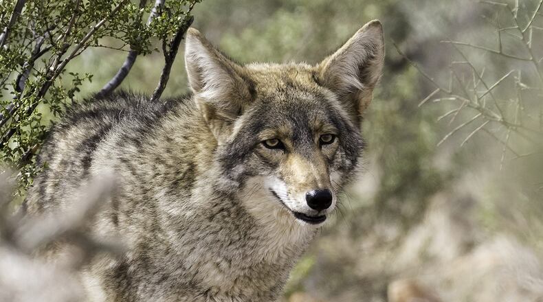 A 5-year-old Illinois girl was charged at by a coyote in her front yard.