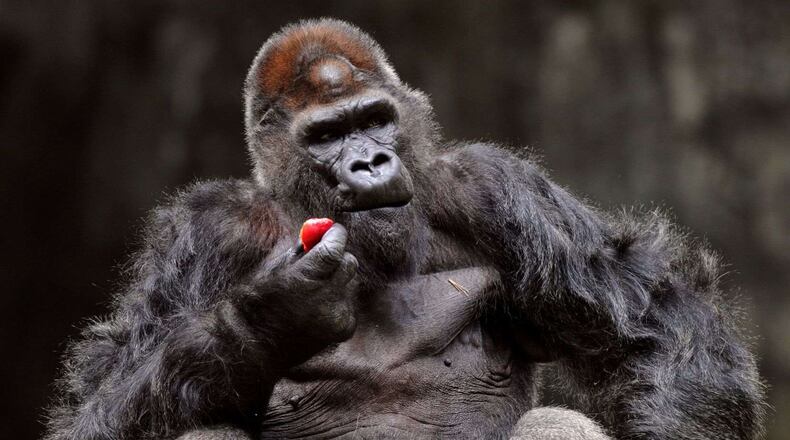 Zoo Atlanta cares for the largest population of western lowland gorillas in the U.S. More than a dozen gorillas at Zoo Atlanta have been diagnosed with COVID-19, a virus that can infect both animals and humans. File photo