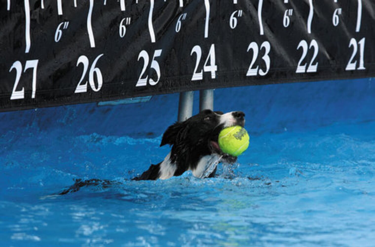 Purina Incredible Dog Challenge