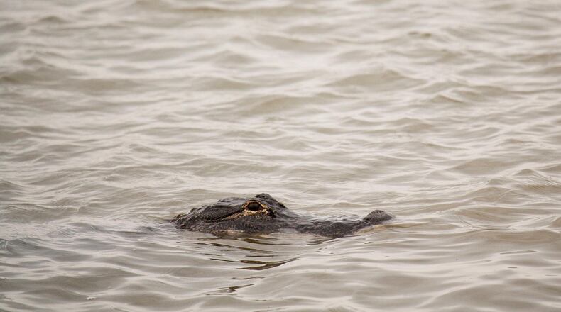 A small alligator has given authorities the slip in an area of southern New Jersey.