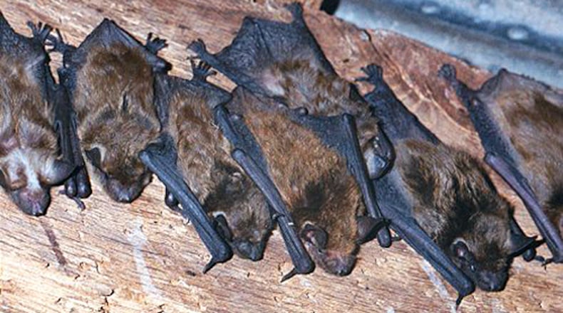 Big brown bats