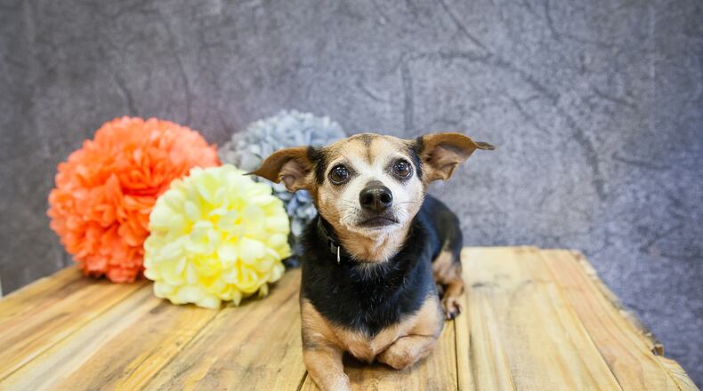 Adoptions are free at the Gwinnett County Animal Shelter through the end of June. Sacha is one of the pets available for adoption as of June 13.