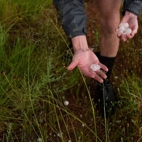 FILE - Tony Illenden, a member of Northern Illinois University's Husky Hail Hunter team, picks up hail during a Project ICECHIP operation June 6, 2025, near Morton, Texas. (AP Photo/Carolyn Kaster, File)