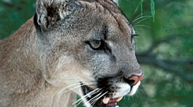 A mountain lion can weigh up to 150 pounds. 2008 file photo courtesy Texas Parks and Wildlife Department