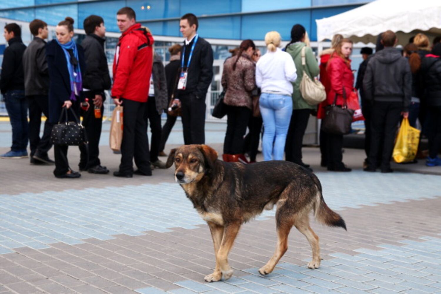 Winter Olympics host city overrun with strays