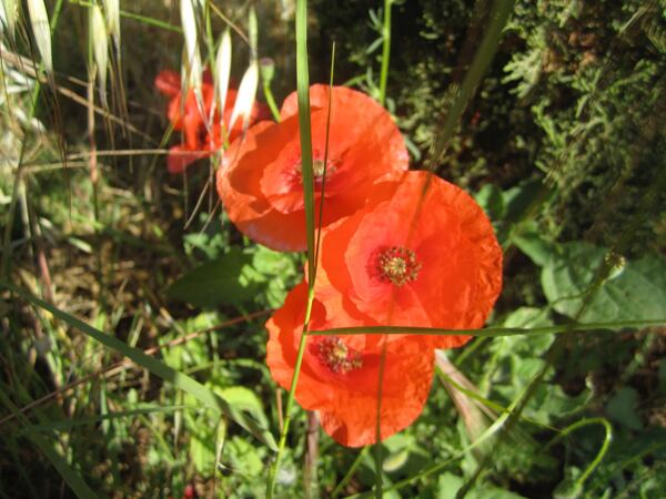 Jose Caubet shared this photo of spring red poppies in Mallorca, Spain.  "These poppies are very prolific and some fields look like they were painted in red," he wrote.