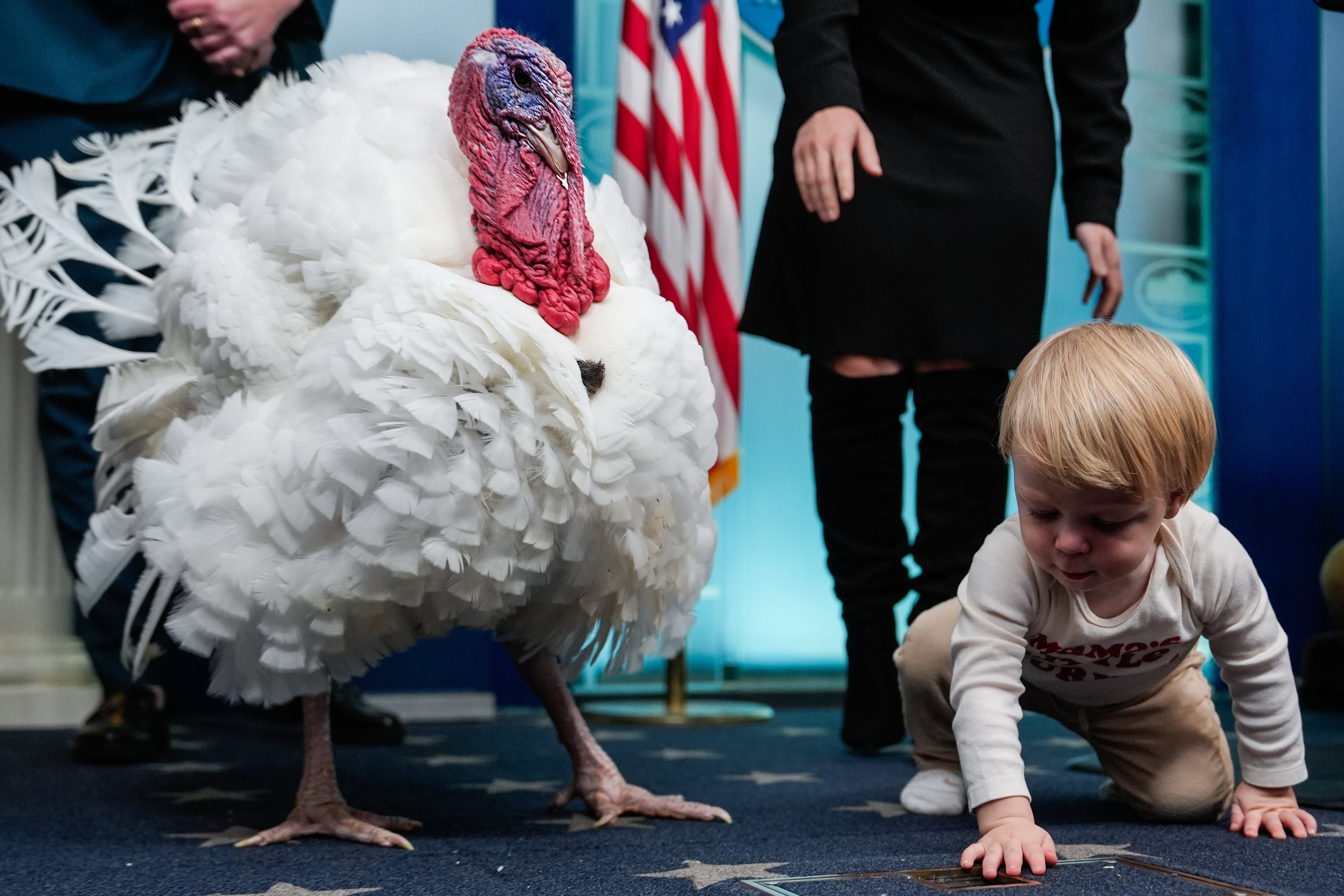 Nicholas, the son of White House press secretary Karoline Leavitt, shares a moment with Waddle, the alternate national Thanksgiving turkey, in the White House press briefing room on Tuesday.