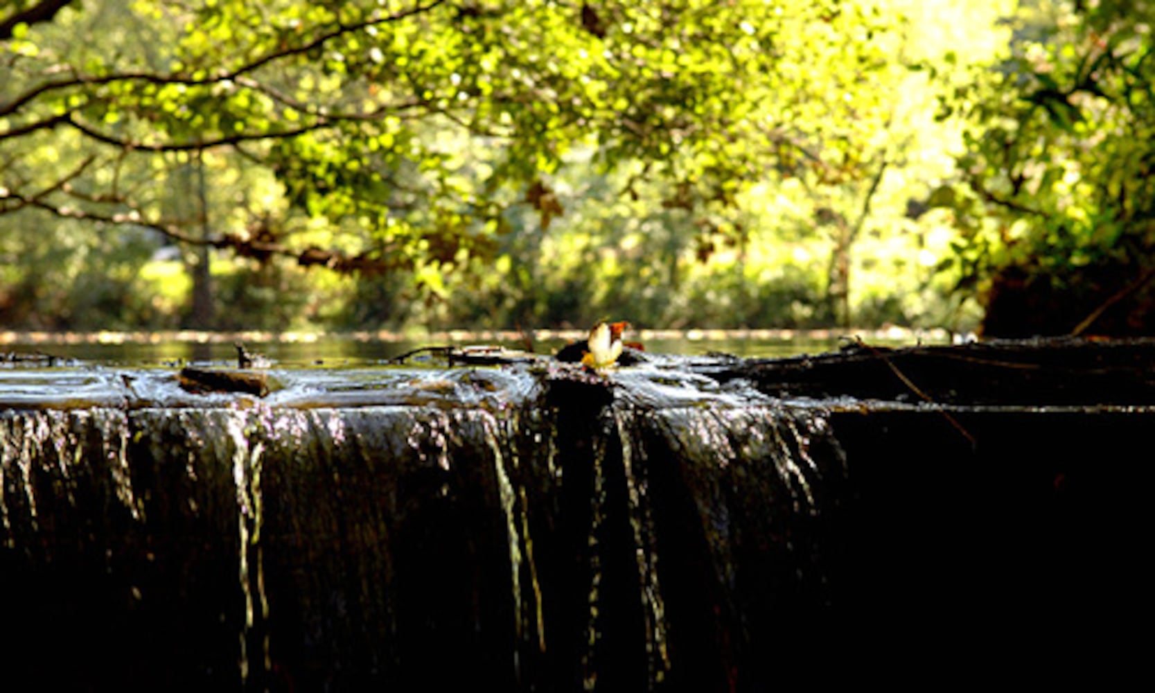 Expansion of Blue Heron Nature Preserve