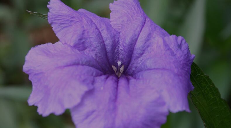 Though the flowers are pretty on all forms of Mexican petunia, choose the non-invasive types. WALTER REEVES
