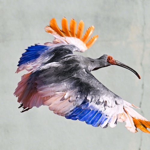 A crested Ibis marked with painted wings flies as it was released into wild during an event in Hakui, Japan, Sunday, May 31, 2026. (Kazushi Kurihara/Kyodo News via AP)