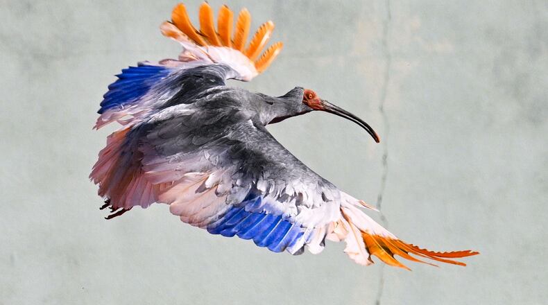A crested Ibis marked with painted wings flies as it was released into wild during an event in Hakui, Japan, Sunday, May 31, 2026. (Kazushi Kurihara/Kyodo News via AP)