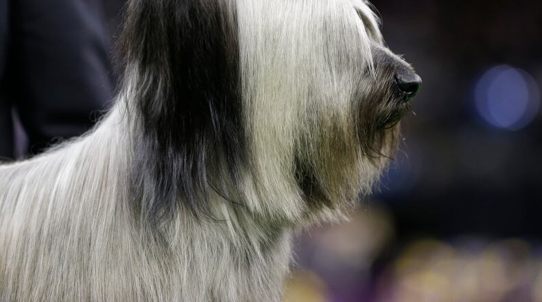 Charlie, a Skye terrier seen here at the Westminster Kennel Club dog show in February 2015, won the 2015 National Dog Show in November. (AP Photo/Frank Franklin II)