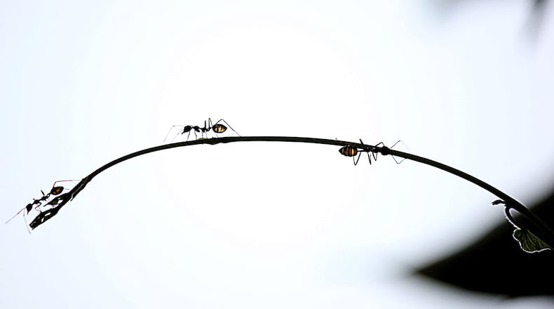 (File photo via Pixabay.com)