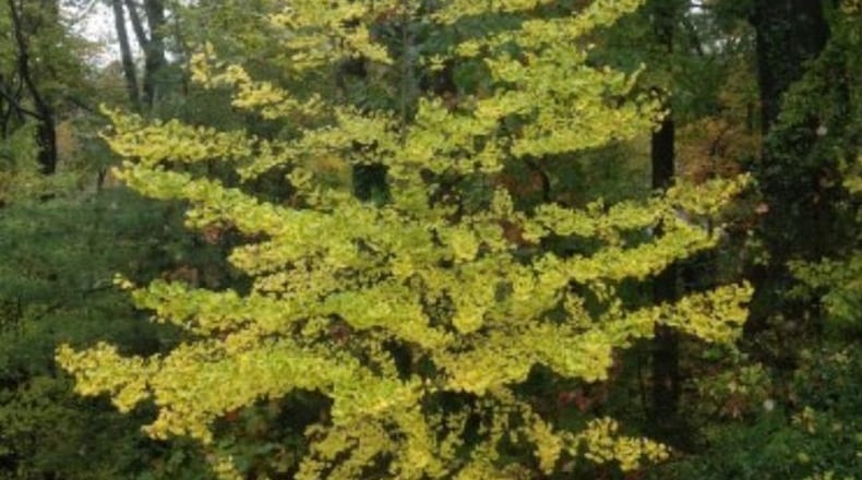 This gingko tree is outside Atlanta’s High Museum. WALTER REEVES