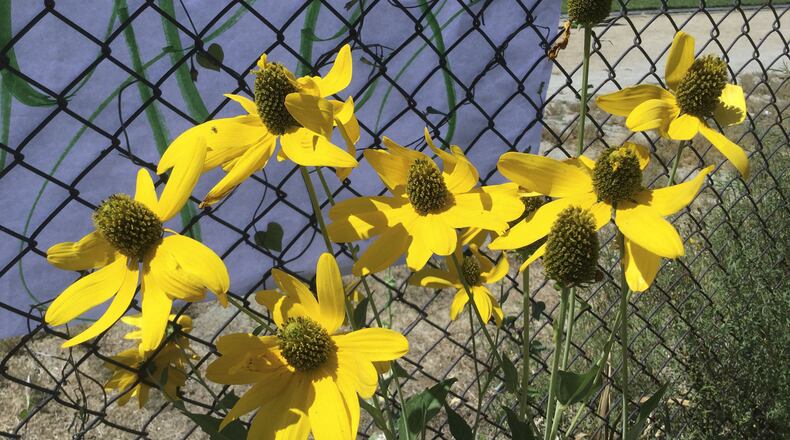 Coneflowers in the V Street Garden welcome back students to St. HOPE Academy at Sacramento High School. (Debbie Arrington/Sacramento Bee/TNS)
