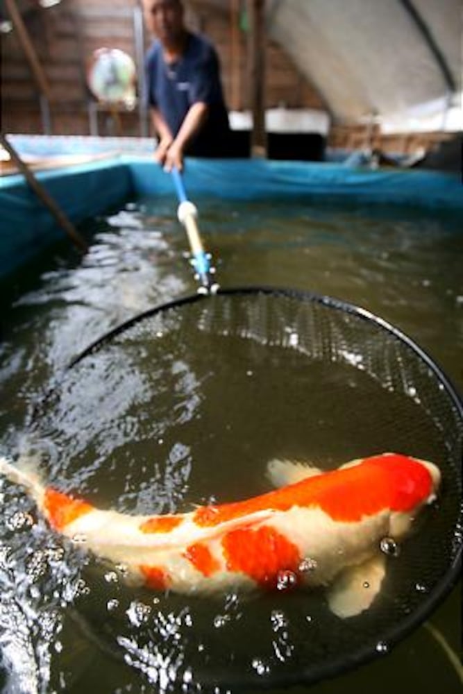 North Georgia's Koi Farm