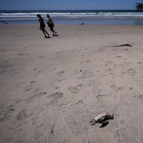 Beachgoers pass a dead common murre on a beach near Scripps Pier during a survey for dying seabirds Wednesday, May 6, 2026, in San Diego. (AP Photo/Gregory Bull)