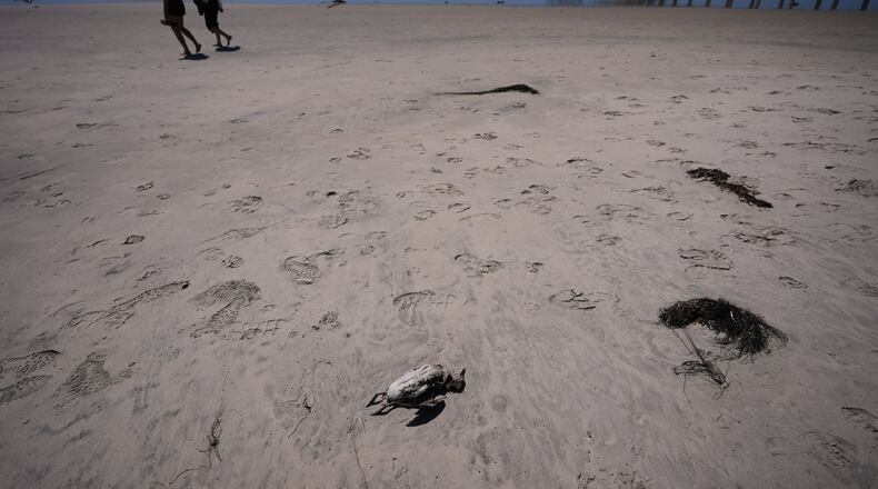 Beachgoers pass a dead common murre on a beach near Scripps Pier during a survey for dying seabirds Wednesday, May 6, 2026, in San Diego. (AP Photo/Gregory Bull)