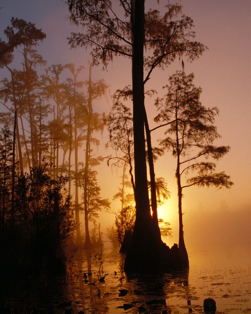 Road Trip: Okefenokee National Wildlife Refuge