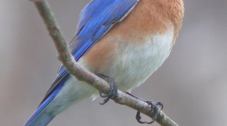 Next to the ruby-throated hummingbird, the Eastern bluebird is probably the favorite bird among Georgians. February is bluebird month, when the birds start checking out nesting sites commencing their breeding season. CONTRIBUTED BY KEN TOMAS/WIKIPEDIA COMMONS