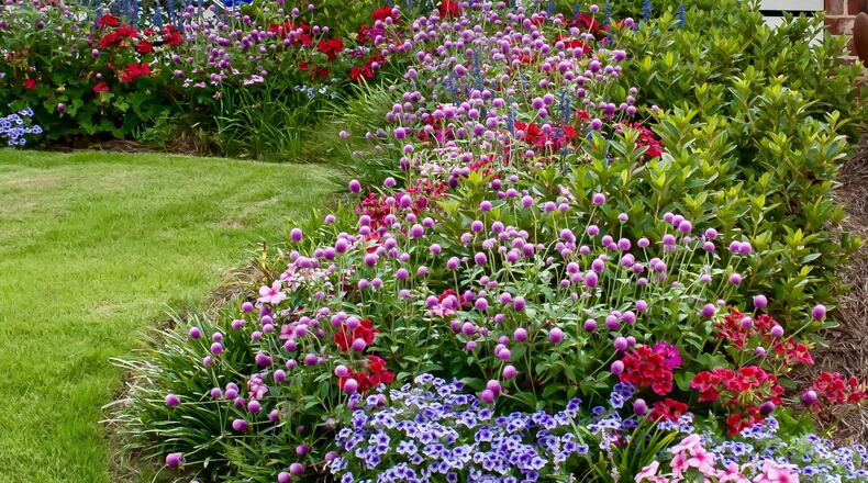 This cottage style garden in Columbus GA is dazzling in color with Ping Pong Lavender gomphrena with Calliope geranium, Cora vinca, and Cathedral salvia (Norman Winter/TNS)