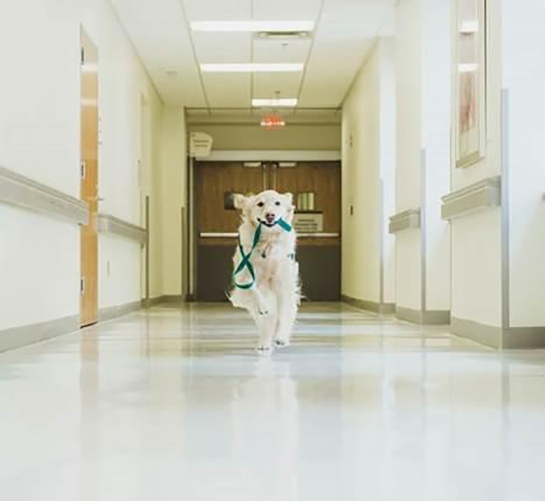 Casper the therapy dog